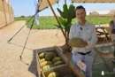Syngenta se hace fuerte en el piel de sapo con tres gamas de melón