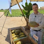 Alfonso Sánchez, especialista en melón y técnico comercial de Syngenta en Murcia / agroautentico.com