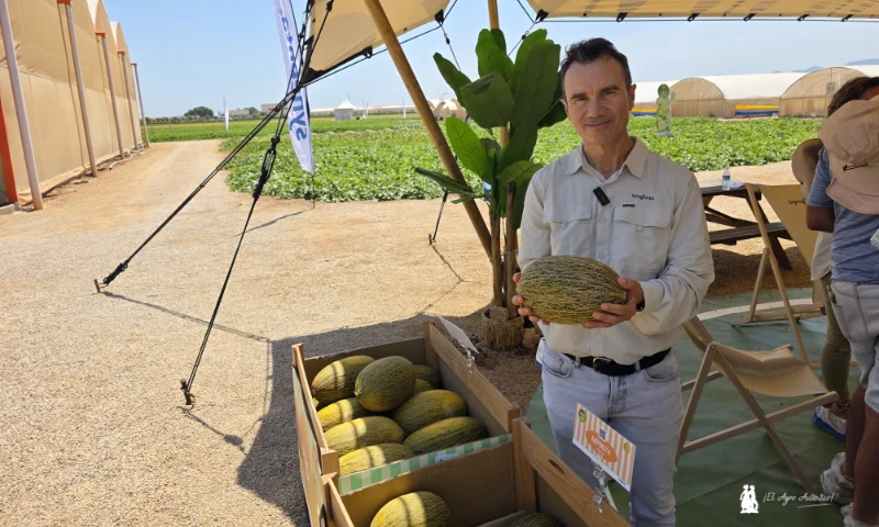 Syngenta se hace fuerte en el piel de sapo con tres gamas de melón