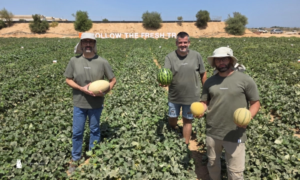 KWS Vegetables abre sus puertas en Murcia para presentar el futuro del melón y la sandía 3