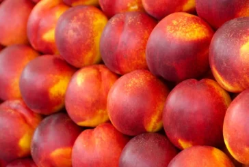 El coste de producción de melocotón y nectarina está en 0,58 €/kg