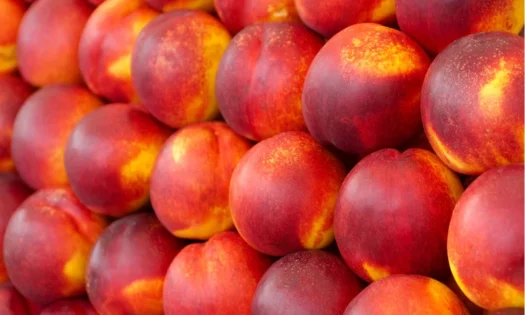 El coste de producción de melocotón y nectarina
