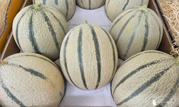 José Antonio Zafra, Crop Advisor de melón y sandía 9