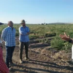 Sirio F1 y Centauro F1 protagonizan la jornada de cebolla de Ramiro Arnedo en Lebrija