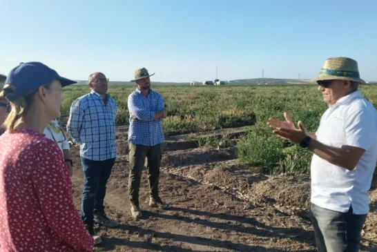 Sirio y Centauro protagonizan la jornada de cebolla de Ramiro Arnedo en Lebrija