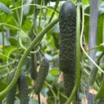 Fitó consolida un portfolio de pepino adaptado a los desafíos actuales del campo almeriense