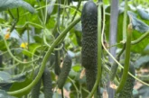 Fitó consolida un portfolio de pepino adaptado a los desafíos actuales del campo almeriense