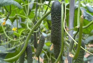 Fitó consolida un portfolio de pepino adaptado a los desafíos actuales del campo almeriense