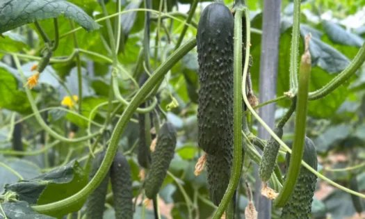 Fitó consolida un portfolio de pepino adaptado a los desafíos actuales del campo almeriense