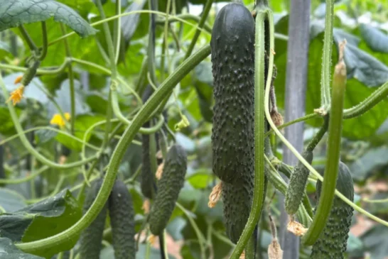 Fitó consolida un portfolio de pepino adaptado a los desafíos actuales del campo almeriense