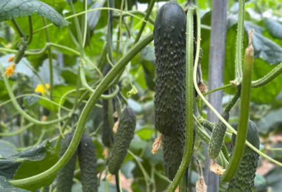 Fitó consolida un portfolio de pepino adaptado a los desafíos actuales del campo almeriense