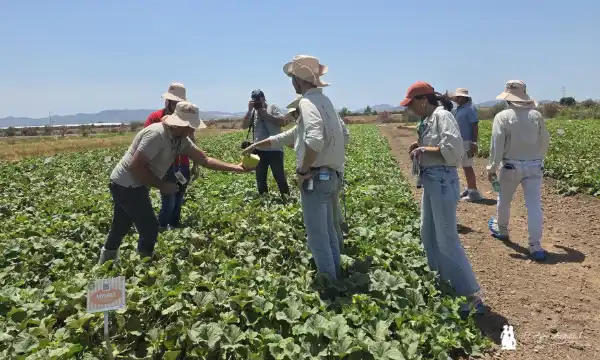 All You Need 2026. Melon & Watermelon Days Syngenta / agroautentico.com