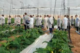 La nueva Vellsam Academy reúne a agricultores, cooperativas y técnicos en torno a la nutrición y bioprotección