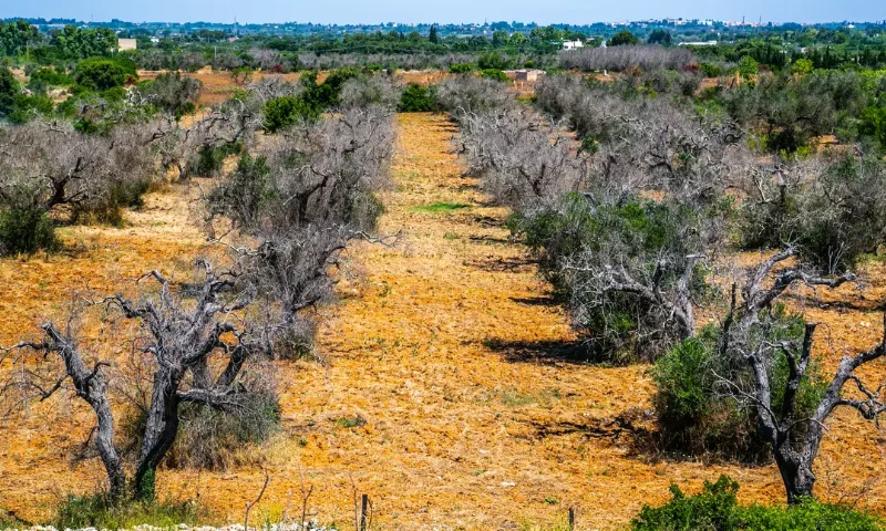 Los científicos avanzan en nuevas soluciones para la gestión de Xylella fastidiosa en Europa 2