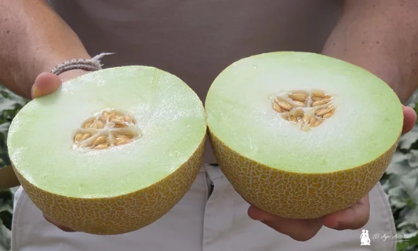 Marca CyroLine. Melón galia Galves / agroautentico.com