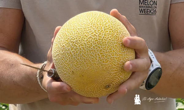 Melón Galves de Bayer Seminis / agroautentico.com