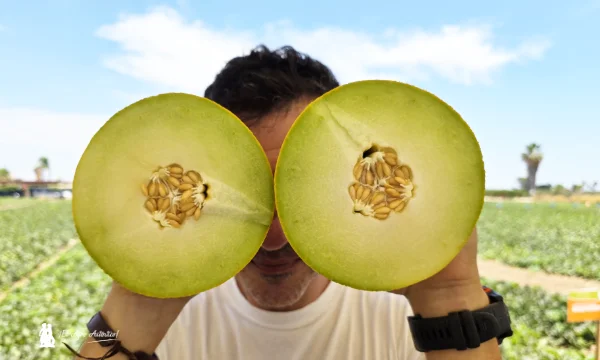 Nunhems lidera el desarrollo de soluciones en melón y sandía combinando producción, calidad y diferenciación