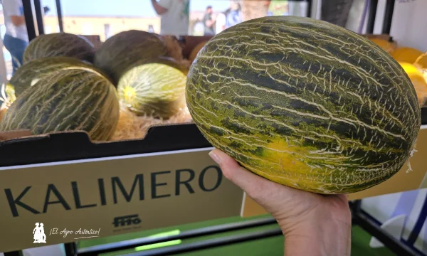 José Antonio Zafra, Crop Advisor de melón y sandía