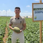 José Guirado Bayer Seminis piel de sapo SVMP6001