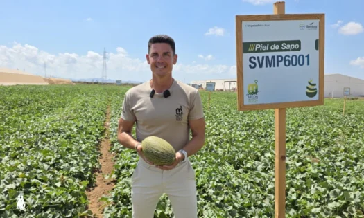 José Guirado Bayer Seminis piel de sapo SVMP6001