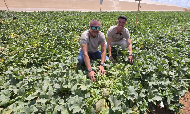 Bayer Seminis piel de sapo SVMP6001 / agroautentico.com