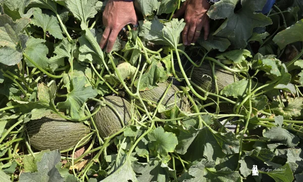 Bayer Seminis piel de sapo SVMP6001 / agroautentico.com