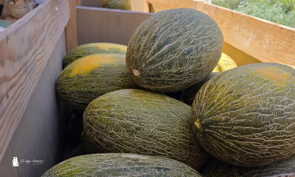 Variedad de melón piel de sapo Graciano / agroautentico.com