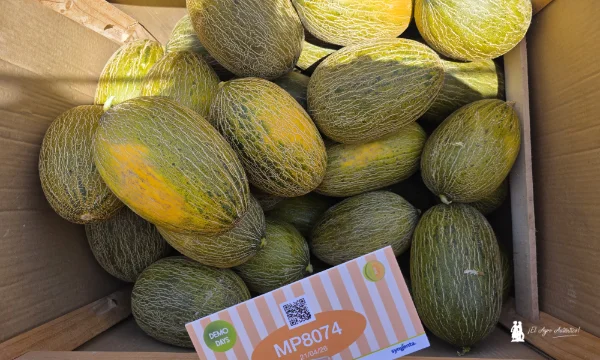Variedad piel de sapo de Syngenta MP8074 / agroautentico.com
