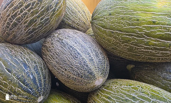 Melón piel de sapo de Syngenta MP8347 / agroautentico.com