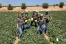 KWS Vegetables abre sus puertas en Murcia para presentar el futuro del melón y la sandía