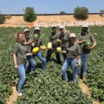 KWS Vegetables abre sus puertas en Murcia para presentar el futuro del melón y la sandía