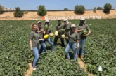 KWS Vegetables abre sus puertas en Murcia para presentar el futuro del melón y la sandía