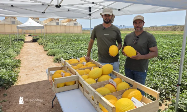 KWS Vegetables abre sus puertas en Murcia para presentar el futuro del melón y la sandía 5