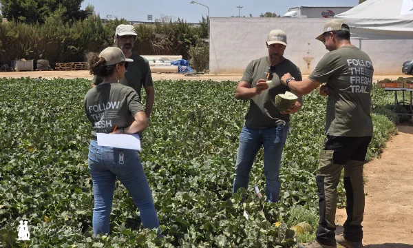 KWS Vegetables abre sus puertas en Murcia para presentar el futuro del melón y la sandía 2