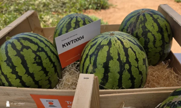 KWS Vegetables abre sus puertas en Murcia para presentar el futuro del melón y la sandía 9