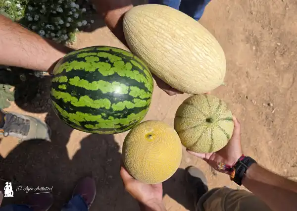 KWS Vegetables abre sus puertas en Murcia para presentar el futuro del melón y la sandía 7