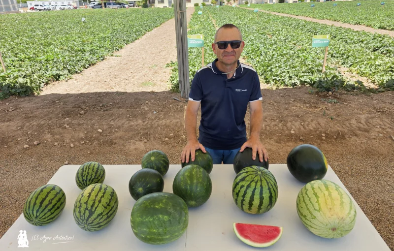Nunhems lidera el desarrollo de soluciones en melón y sandía combinando producción, calidad y diferenciación 4
