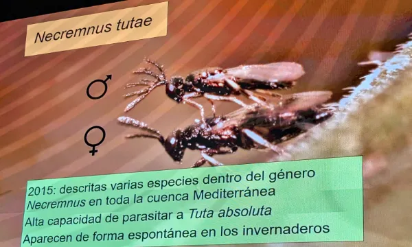 Necremnus tutae, macho y hembra / agroautentico.com