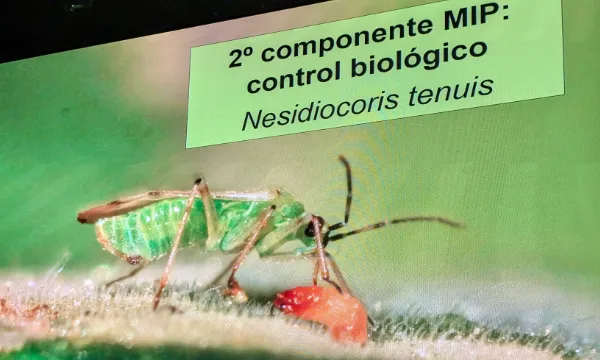 Nesidiocoris tenuis / agroautentico.com
