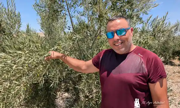 Olivar en el interior de Granada / agroautentico.com