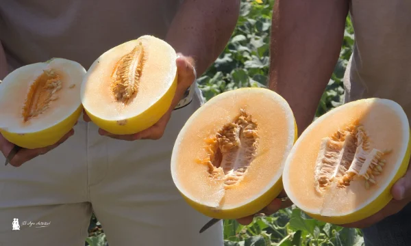 OrangeCandy: amarillo por fuera y naranja por dentro / agroautentico.com