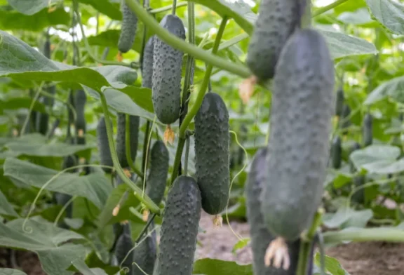 En pepino corto Martínez para otoño y primavera y Españolo en invierno