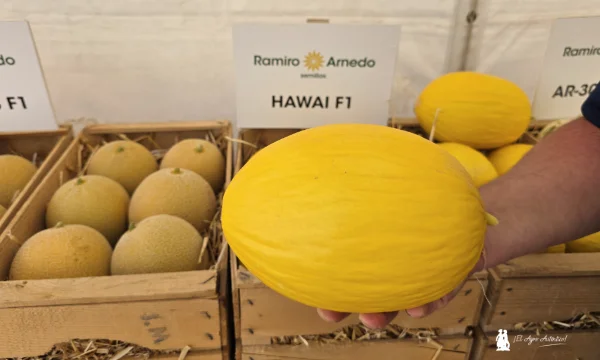 Hawái F1 la referencia consolidada en amarillo para ciclo temprano de Ramiro Arnedo