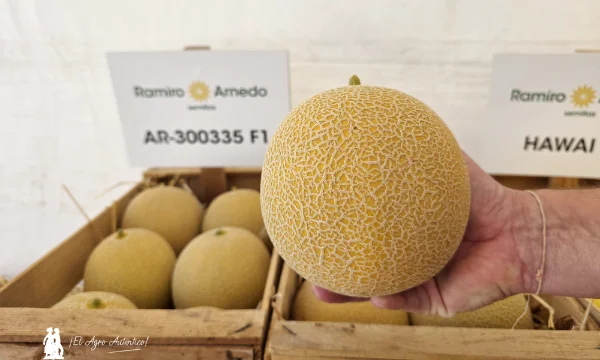 Melón Galia con resistencias a pulgón, oídio y Fusarium