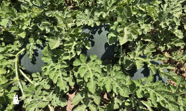 Sandía Jamaica, negra sin semillas de Syngenta / agroautentico.com