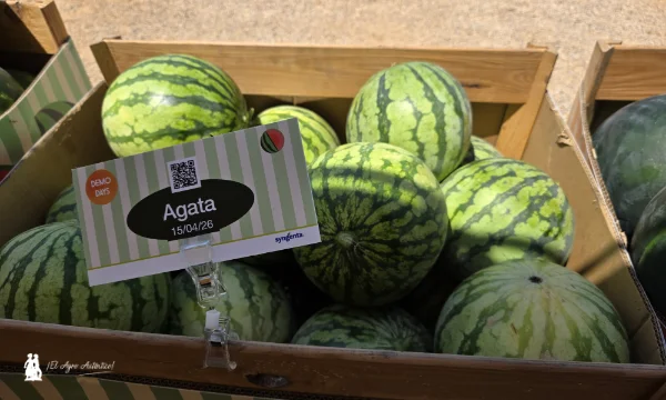 Sandía blanca o rayada sin semillas variedad Agata de Syngenta / agroautentico.com