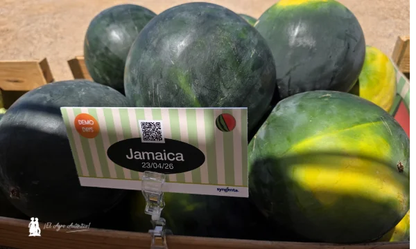 Sandía Jamaica, negra sin semillas de Syngenta / agroautentico.com