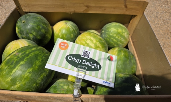 Sandía ultrafirme Crisp Delight de Syngenta / agroautentico.com