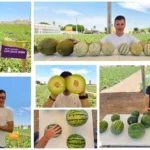 Nunhems lidera el desarrollo de soluciones en melón y sandía combinando producción, calidad y diferenciación 21