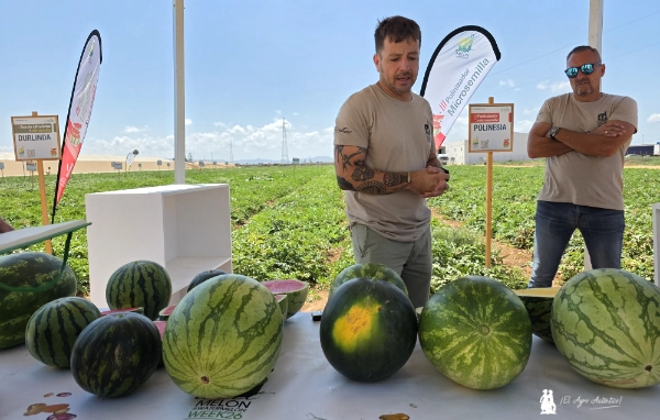 Sandías de Bayer Seminis. Polinizadoras Polinesia y Romanesia / agroautentico.com